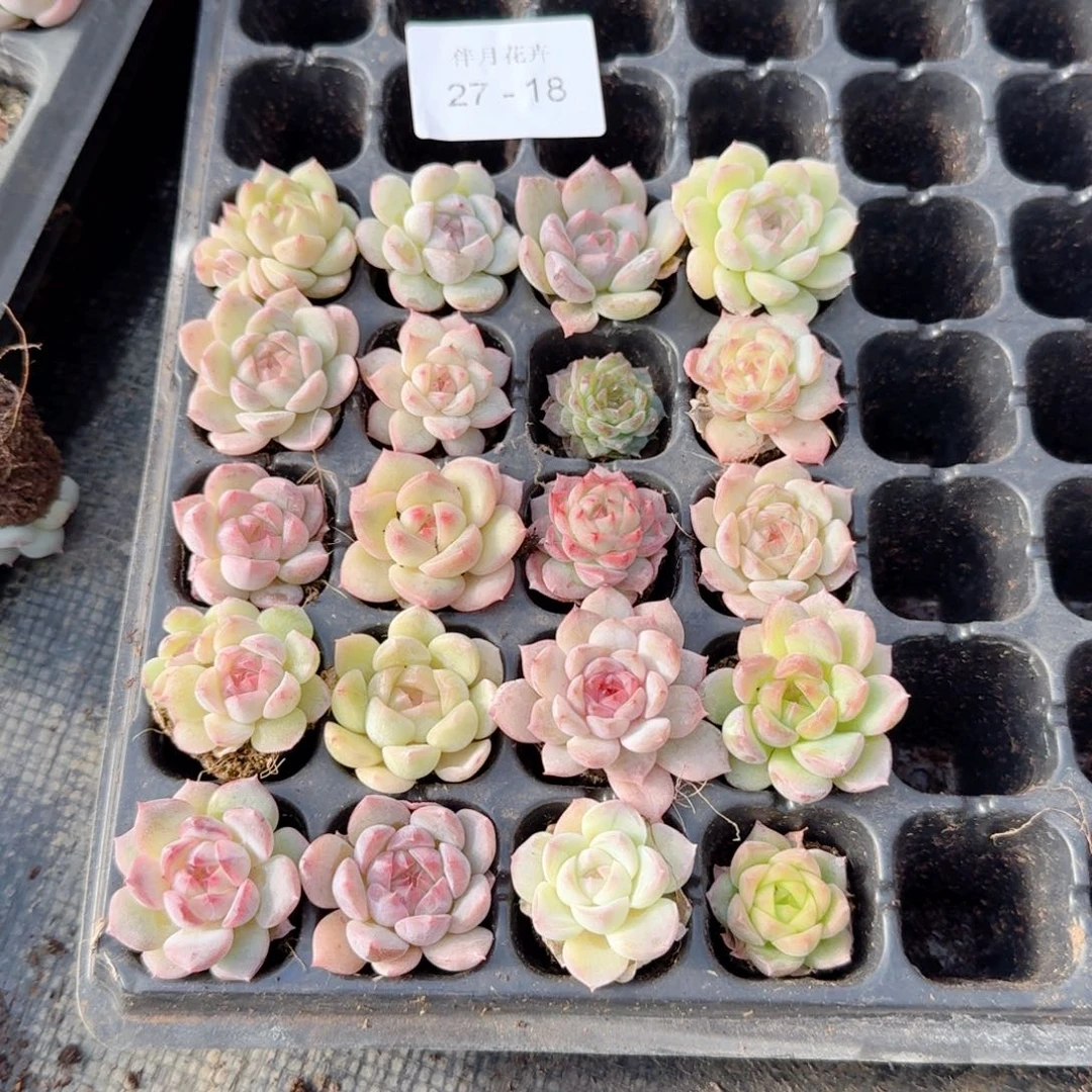 江***蓝多肉杂交一物一拍27-18