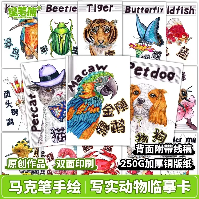 原创马克笔临摹卡 动物写实写生鸟类少儿美术A5儿童画画素材卡片