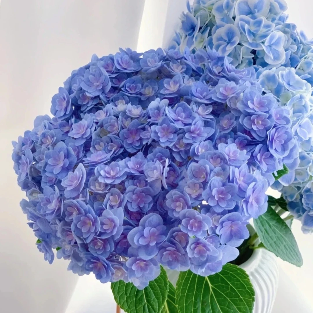 重瓣佛罗伦蒂娜5花头绣球花加仑带花苞多花头起大花型多季节开花