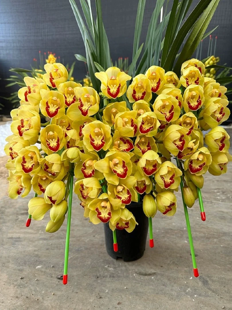 大花蕙兰拱兰黄金万两5花剑多年生云南基地直发室内高端花卉
