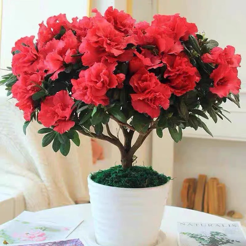 杜鹃花樱桃红带花苞大冠幅室内室外地栽盆栽阳台庭院植物