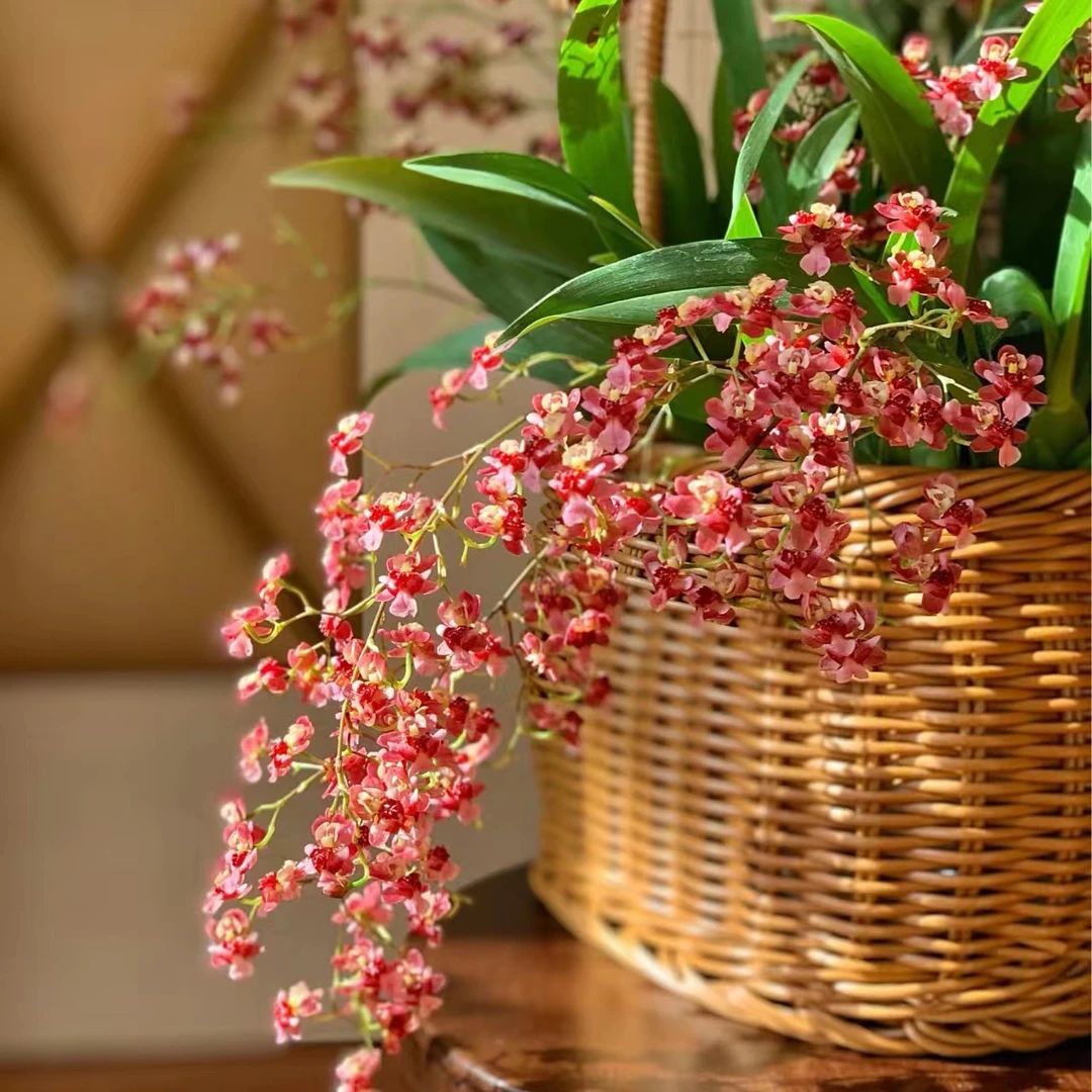 红色文心兰15支花剑建兰浓香兰花室内客厅多年生易养护耐热耐寒