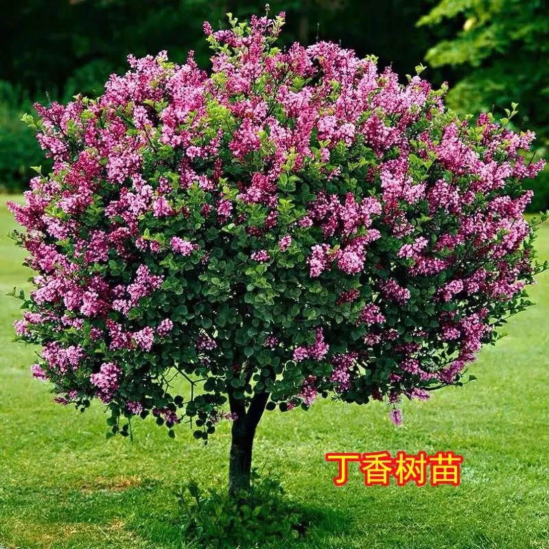 丁香花树苗盆栽阳台庭院浓香室内外四季花卉耐寒植物欧洲丁香花苗