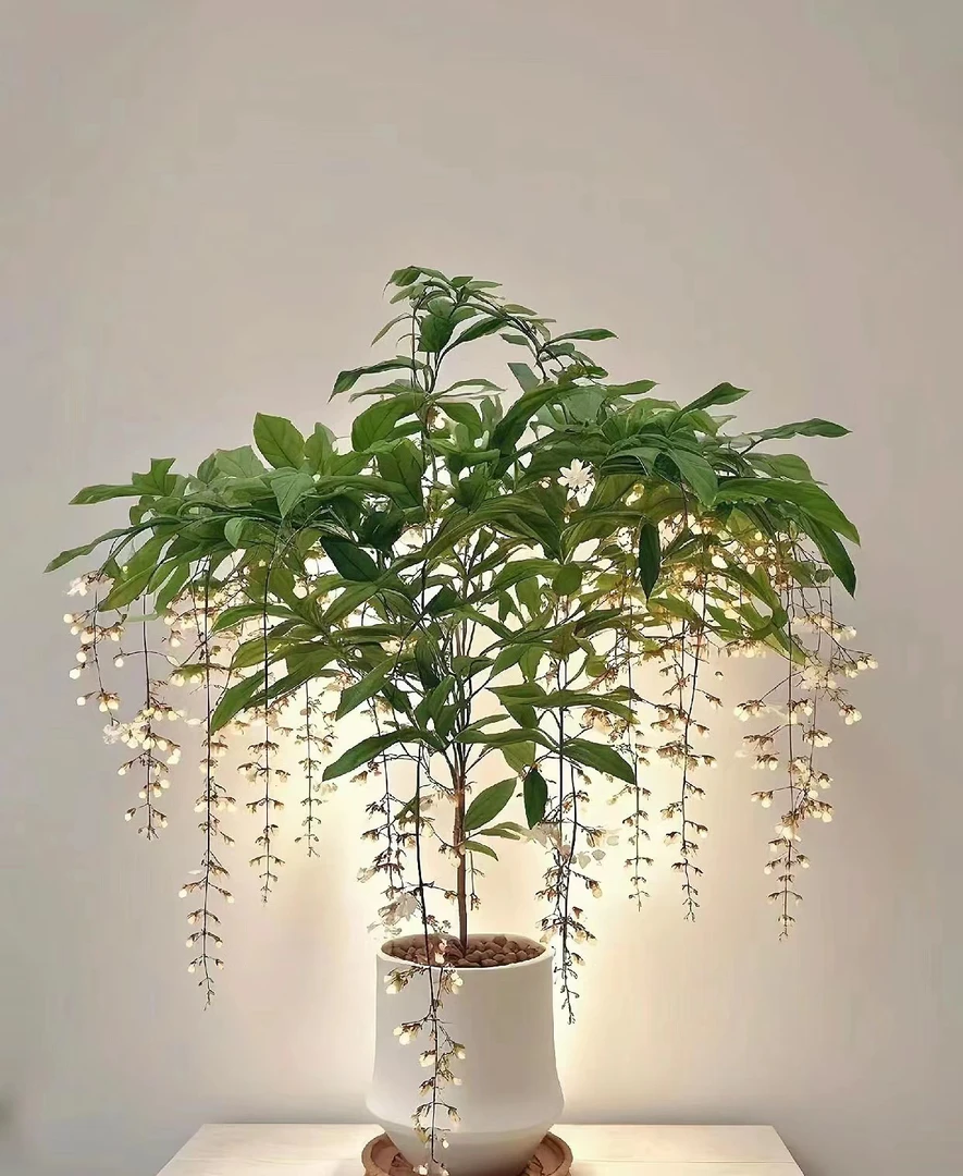 泰国垂丝茉莉棒棒糖室内好养网红年宵花仙气飘飘开花观花绿植盆栽