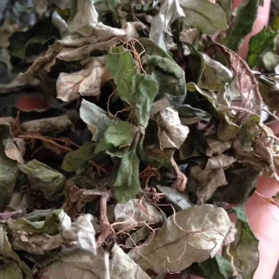 潮汕草药白背仔 白背草 中草药白花地斩头