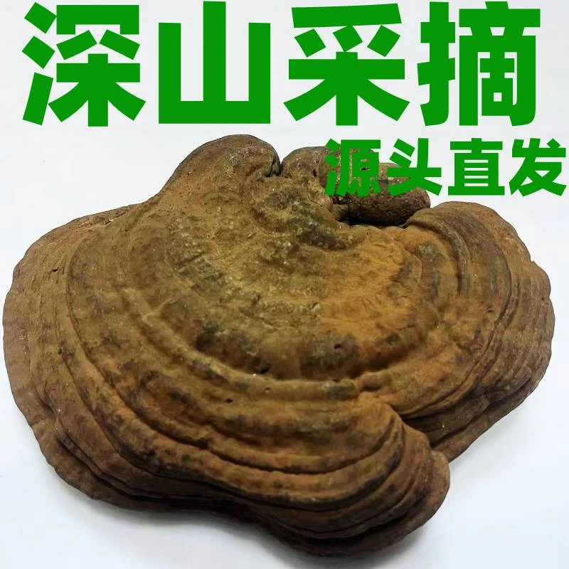 长白山纯正野外深山生长枫树树舌舌灵芝老母菌整枝林芝干品250克