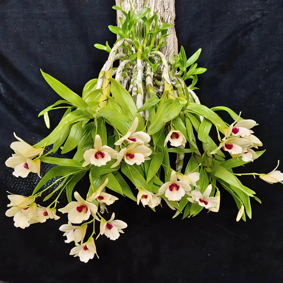 云南花卉绿植兰草（自选链接）