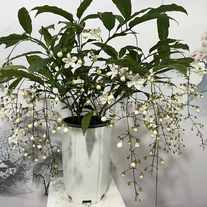 小农夫  泰国垂丝茉莉室内开花植物仙气十足客厅植物 基地直发