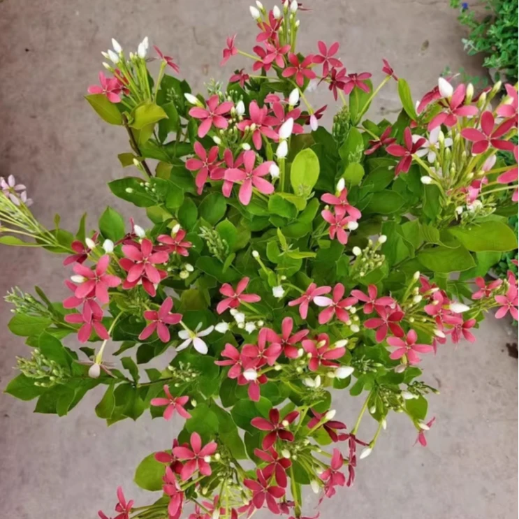 直立使君子耐高温 浓香花卉盆栽水君子四季植物庭院阳台花园开花