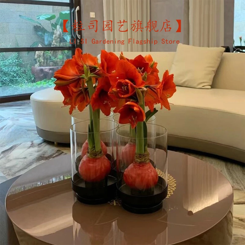 粒司蜡封朱顶红蜡球龙年注定红植物室内办公桌面绿植新年圣诞礼物