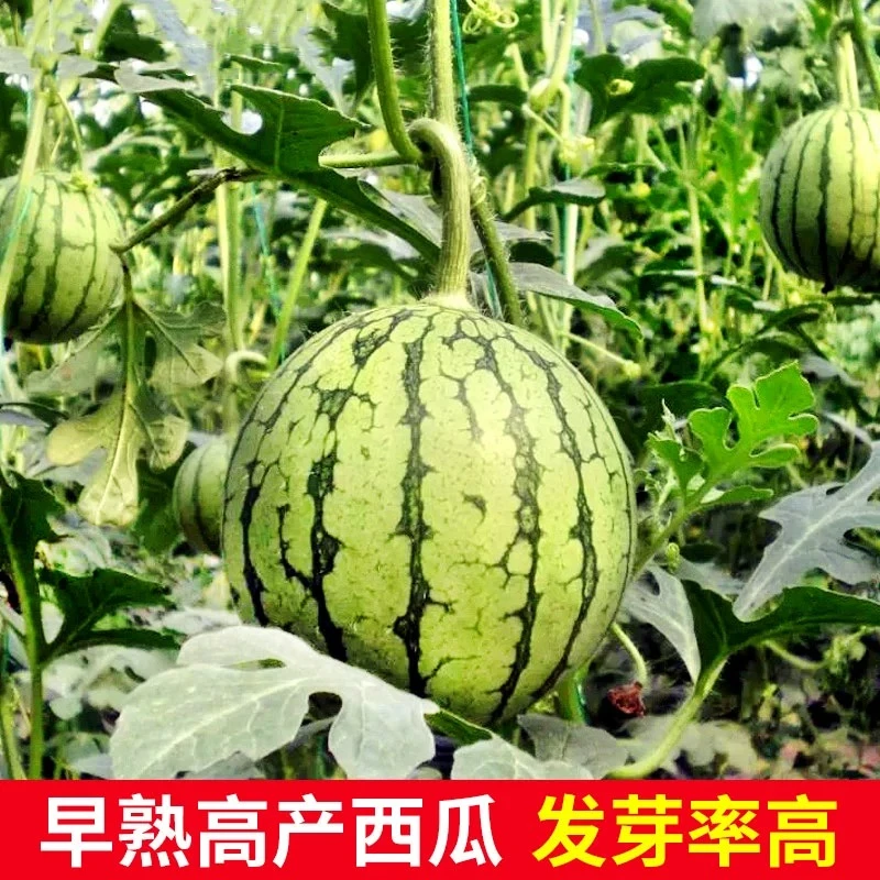 【黄壤礼品西瓜种子】四季播黄心西瓜种籽早熟金小凤家庭蔬菜种子