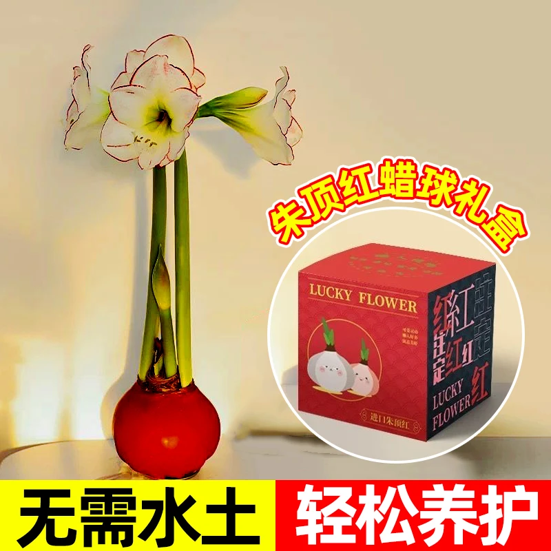 朱顶红蜡球礼盒装重瓣种球节日送礼网红植物阿弗雷球根花卉好养活