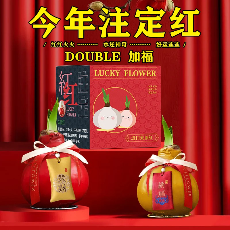 重瓣朱顶红种球进口花卉室内外盆栽四季植物庭院阳台当年开花蜡球