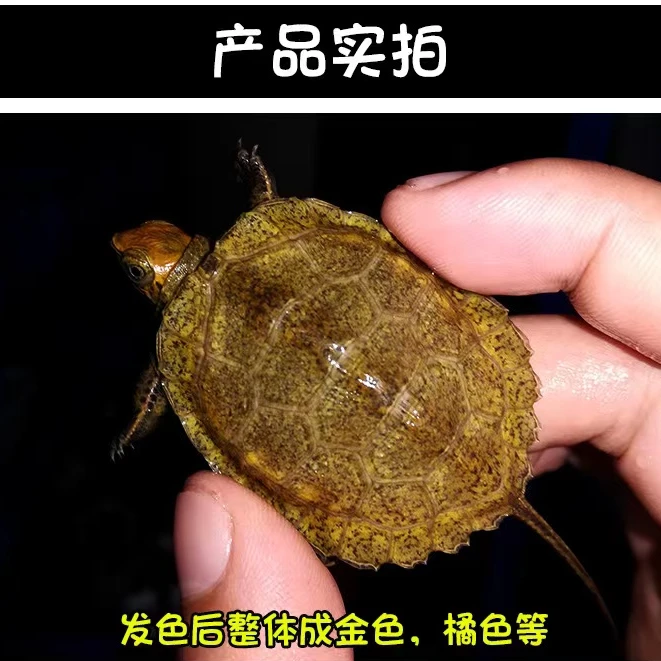 【直播专用链接】100以上拍人工合法养殖观赏宠物小乌龟混养水龟龟