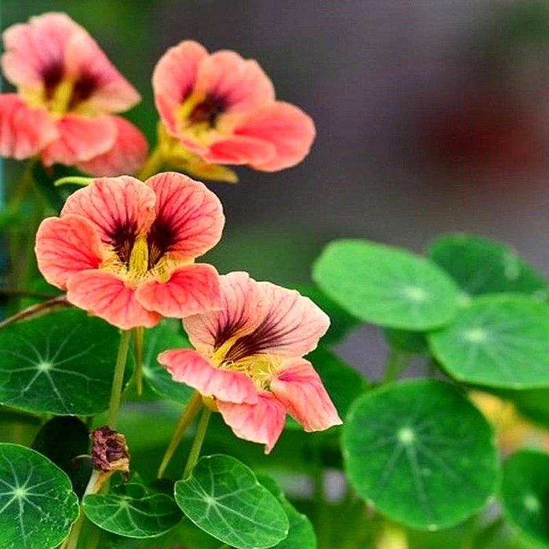 旱金莲种子易活好养多年生庭院阳台爬藤盆栽家庭花草花籽花卉植物