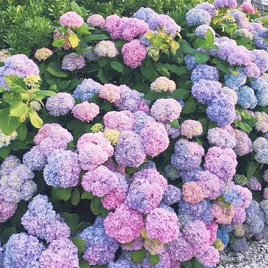 绣球花种子易活好种四季开花室内外混色花籽盆栽庭院花卉阳台观赏
