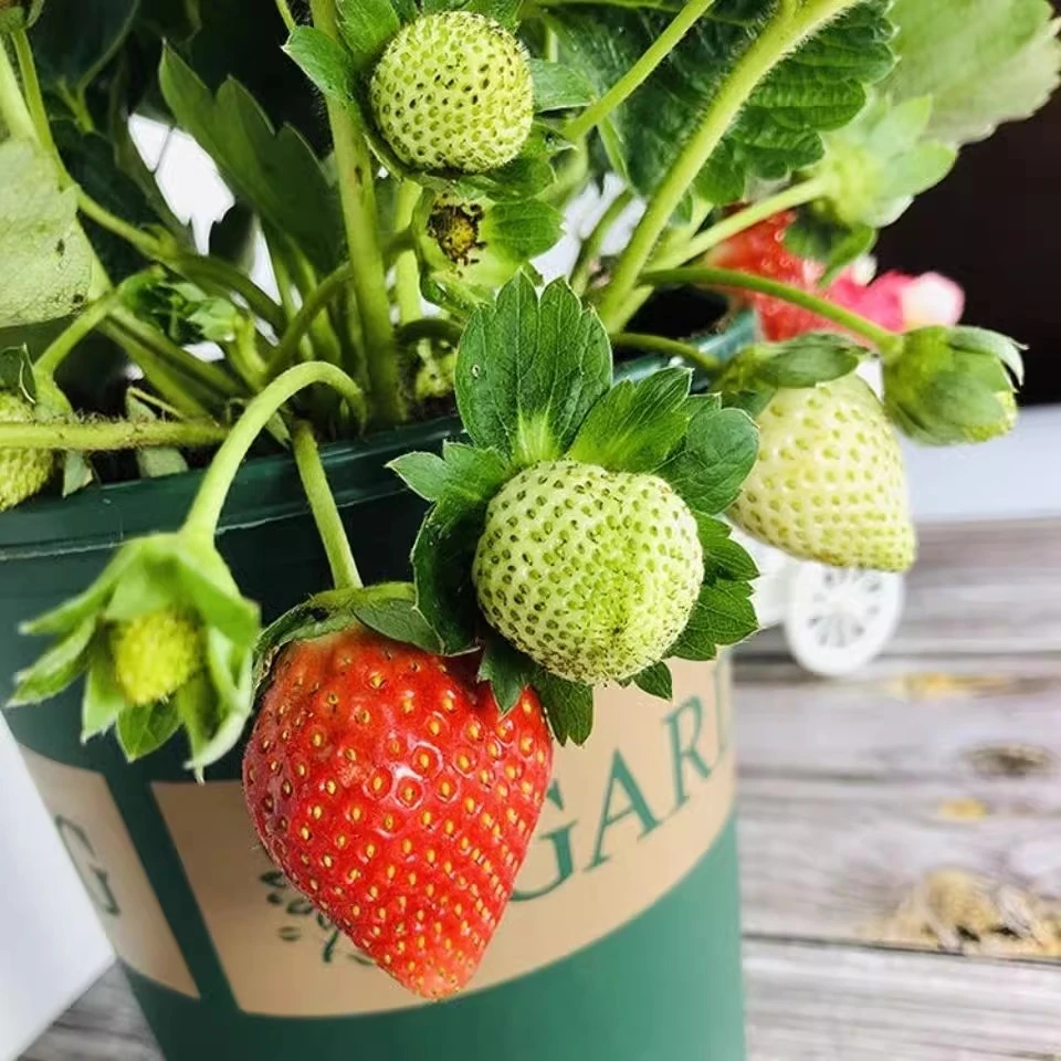 【拒绝裸根苗】草莓苗盆栽食用奶油红颜四季草莓苗阳台种植草莓秧苗