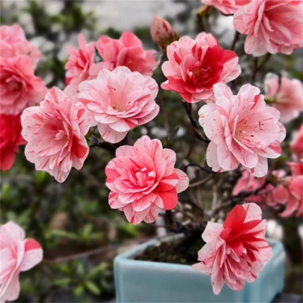 【小菊之舞】杜鹃花盆栽花卉耐寒好养室内绿植阳台四季开花