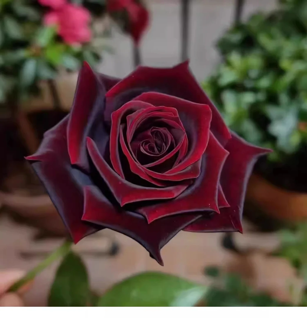 黑巴克 玫瑰花大花浓香四季花卉植物月季花盆栽阳台庭院