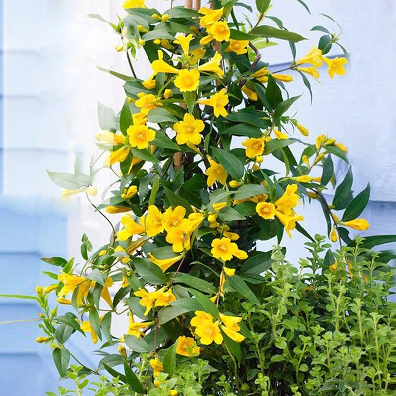 【法国香水茉莉】香水茉莉小苗耐寒多年生好养花期长