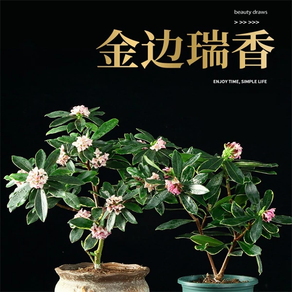 带花苞金边瑞香盆栽浓香型年宵花卉盆景庭院阳台耐寒植物
