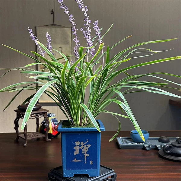 金边麦冬兰花草耐阴耐寒四季常青别墅庭院盆栽植物常绿彩叶麦冬