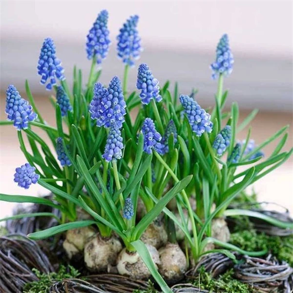 【十颗球】荷兰进口葡萄风信子盆栽室内阳台易养多年生耐寒种球植物