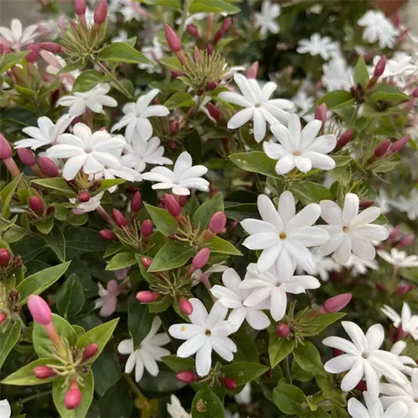 粉苞香水茉莉花苗盆栽花卉笔尖庭院阳台好养皮实花开不断