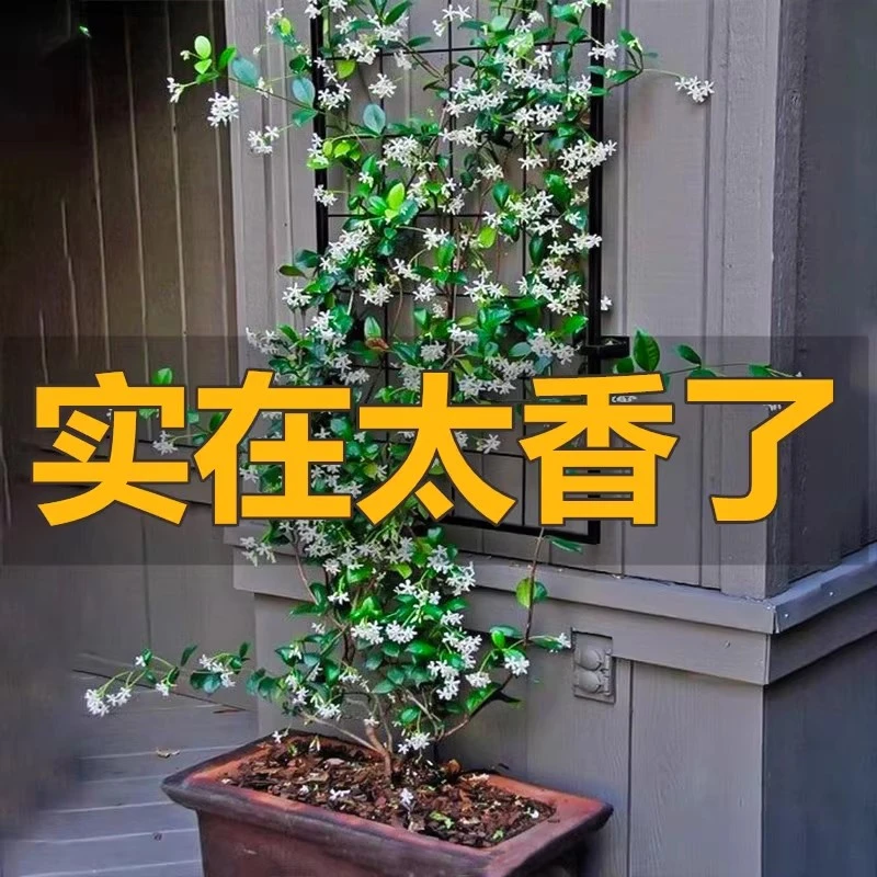【大风车茉莉】爬藤花卉植物络石藤苗庭院盆栽四季常青银丝茉莉耐寒