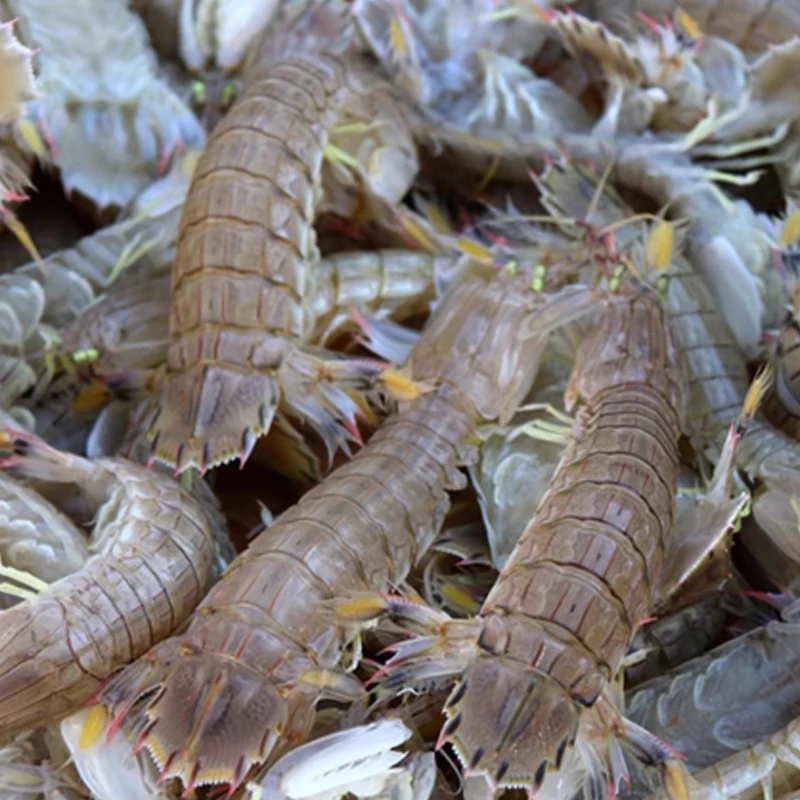 皮皮虾鲜活特大虾爬子椒盐非即食琵琶虾濑尿虾姑海虾海鲜水产