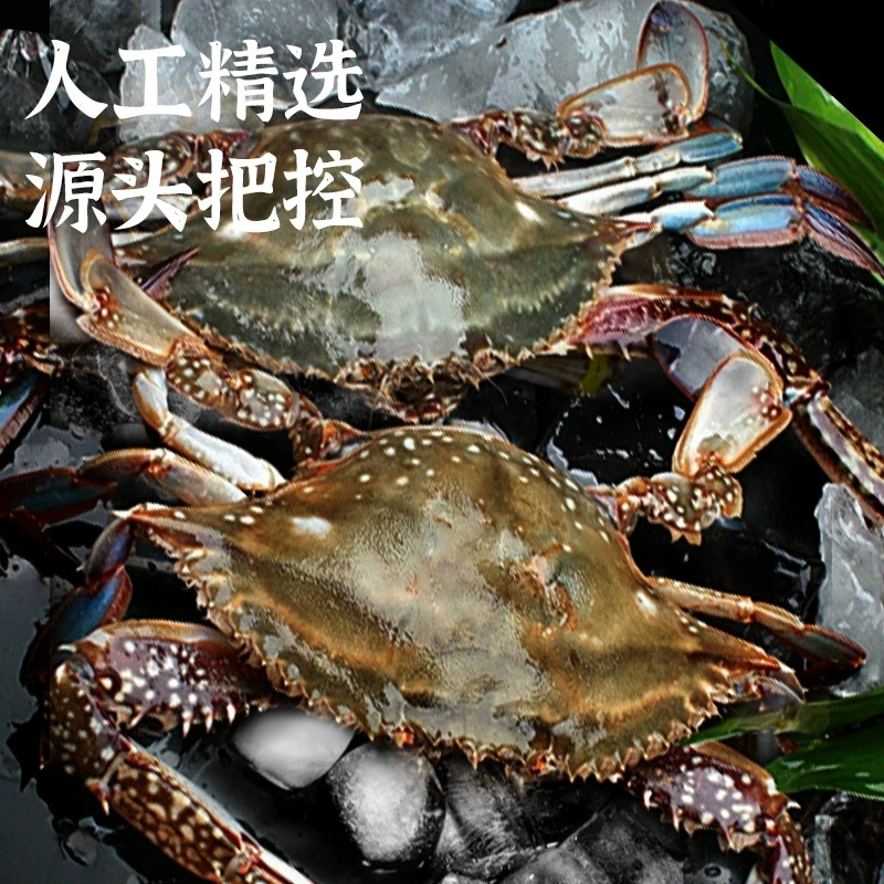 【保鲜不保活】东港飞蟹公蟹4-6只4两螃蟹海鲜鲜活海蟹水产2斤