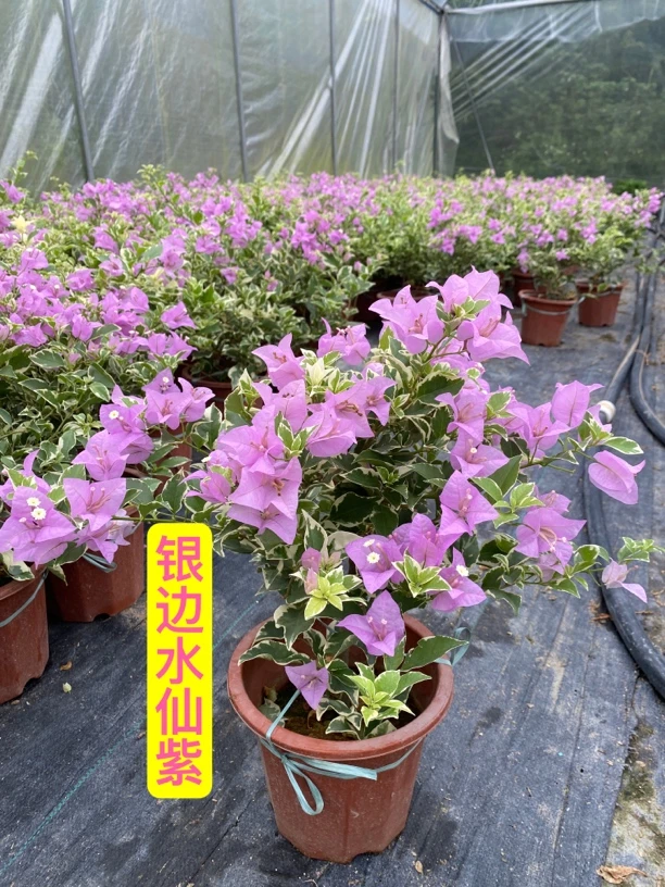 三角梅勤花品种银边水仙紫带盆带土发货（一个月换盆）