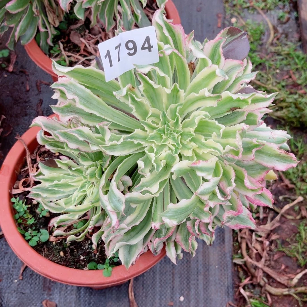 抖*云翠多肉不售后发货