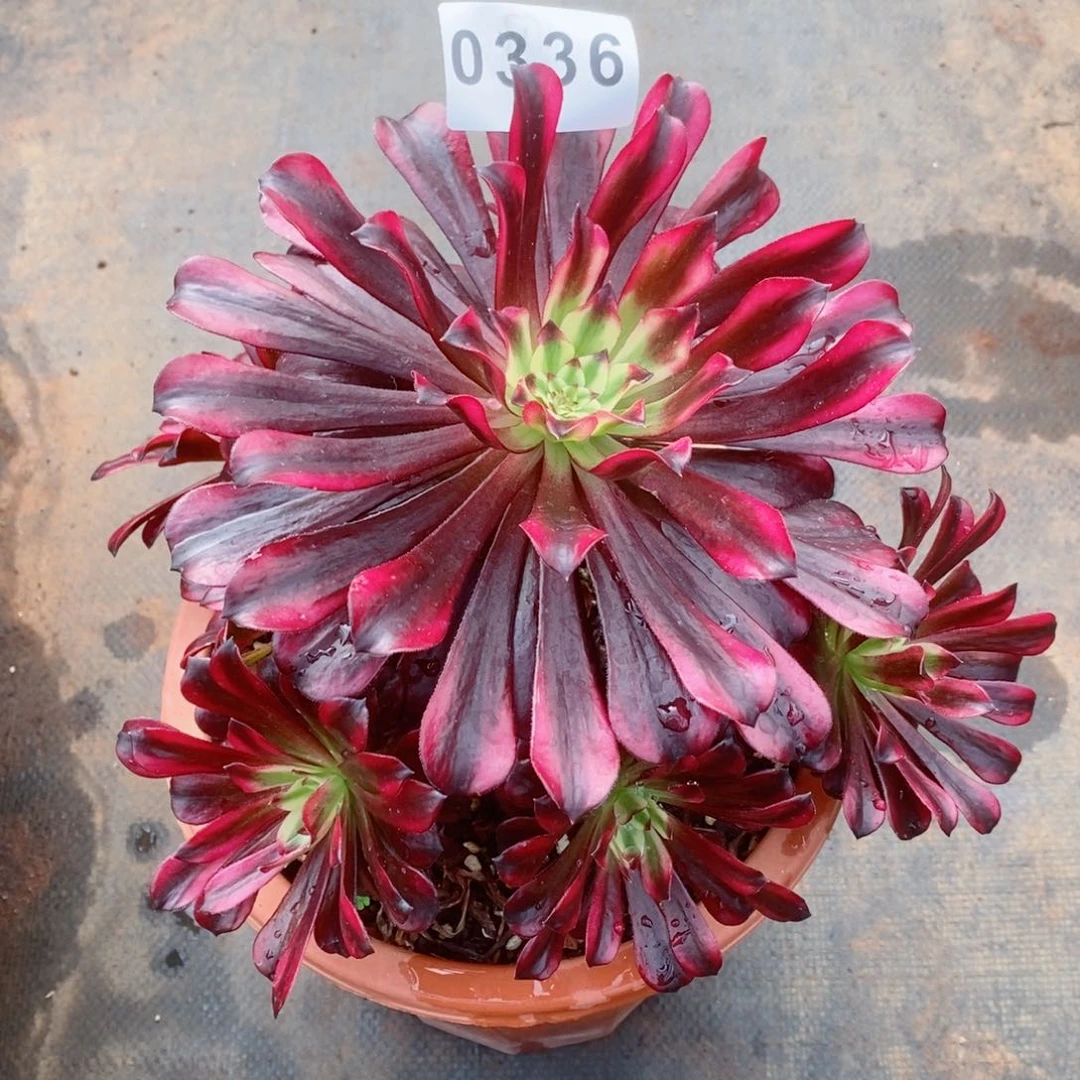 り****、火焰精灵多肉发货