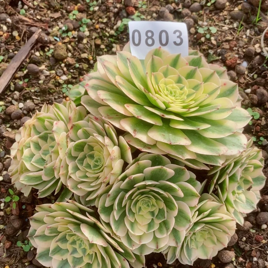 伊丽莎白多肉发货发货