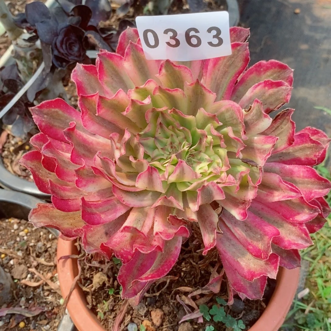 仙墨多肉发货发货