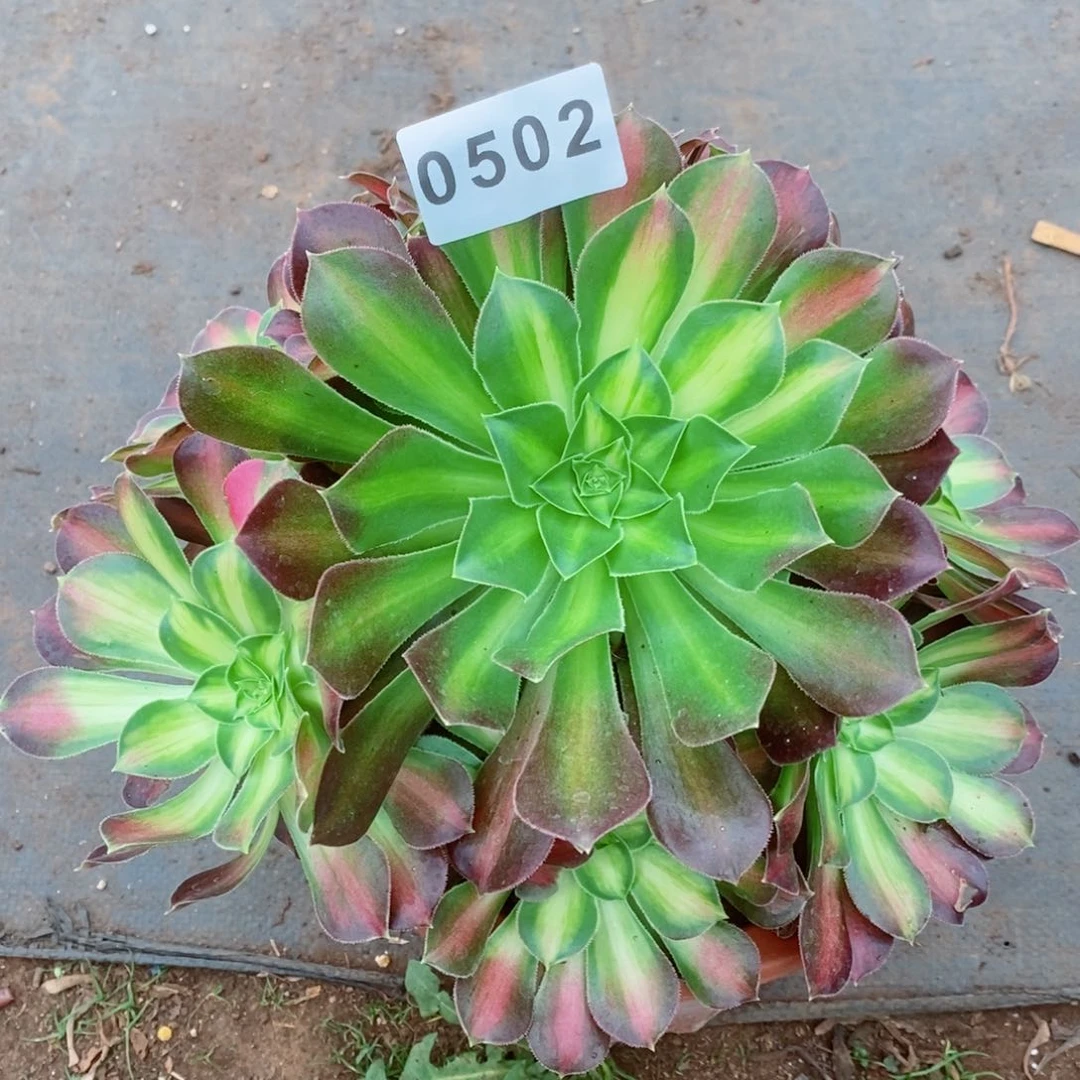 啊*韶华多肉发货发货