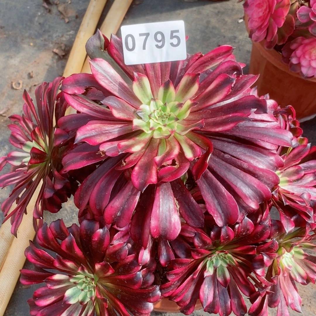 低*.火焰精灵多肉发货发货