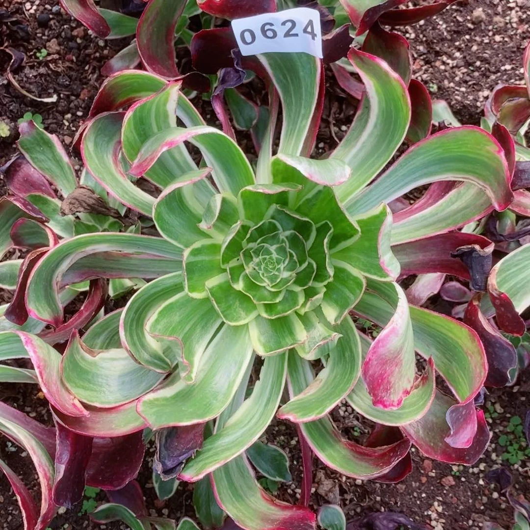 紫嫣多肉发货发货