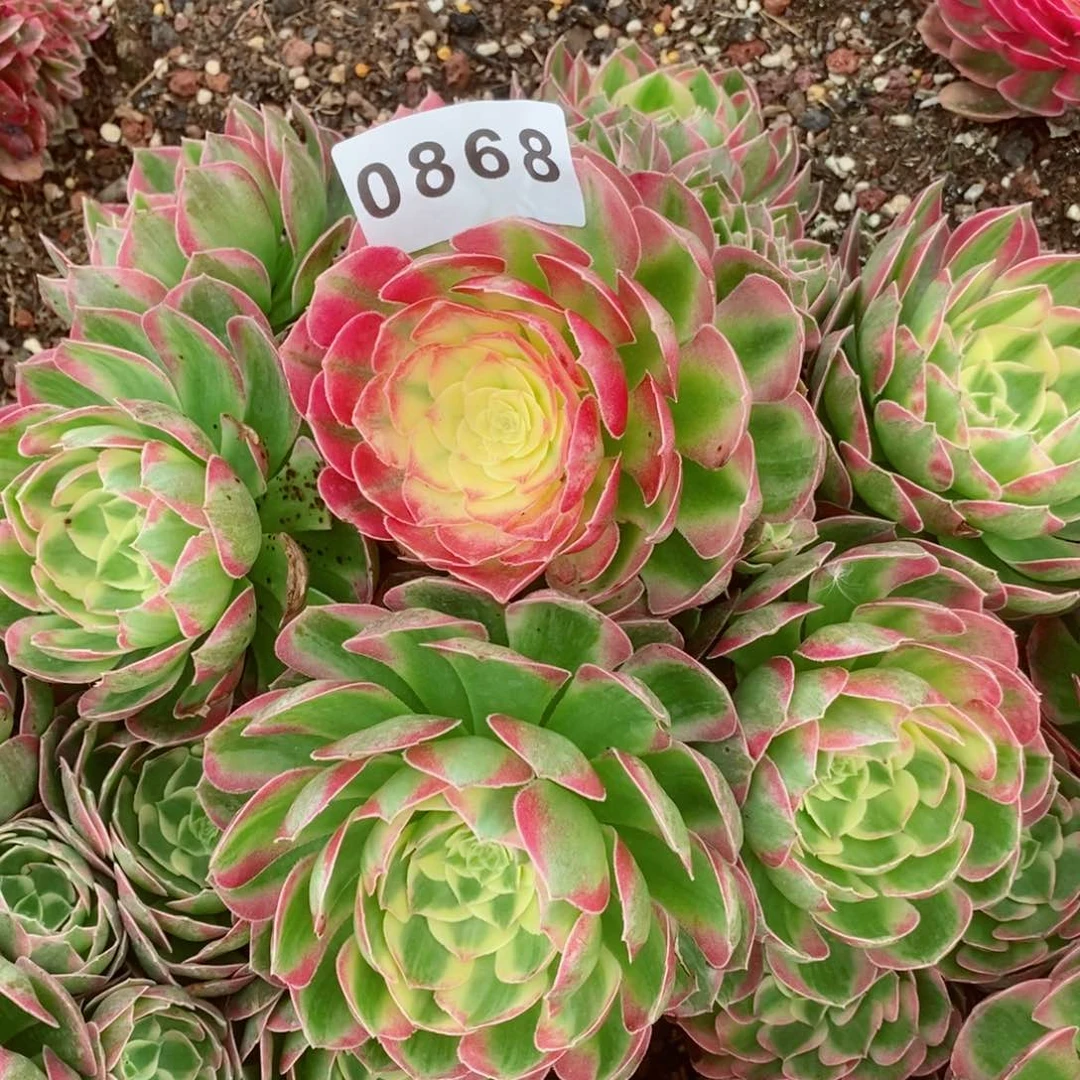 爱***猫海王优选多肉发货发货