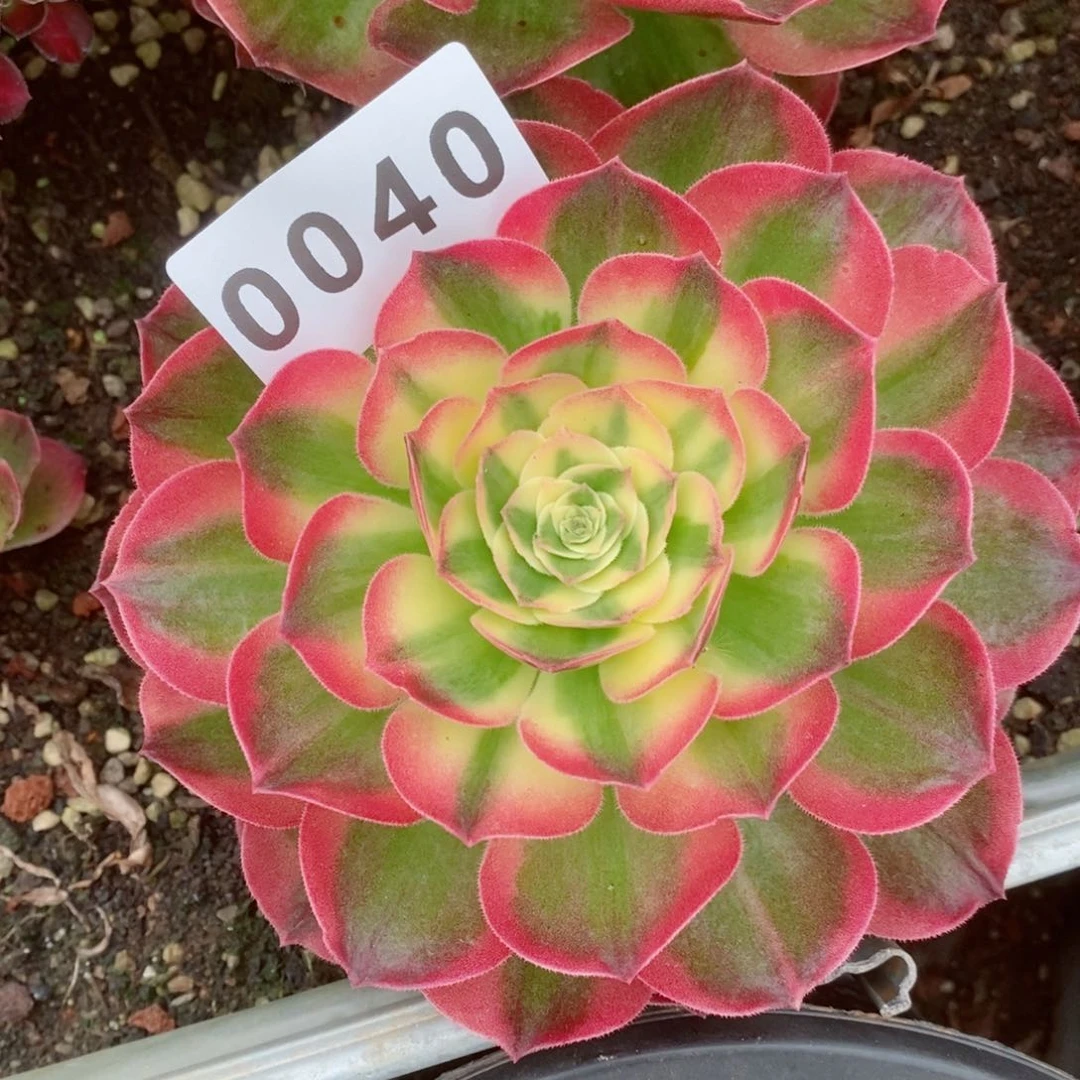 海王多肉发货发货