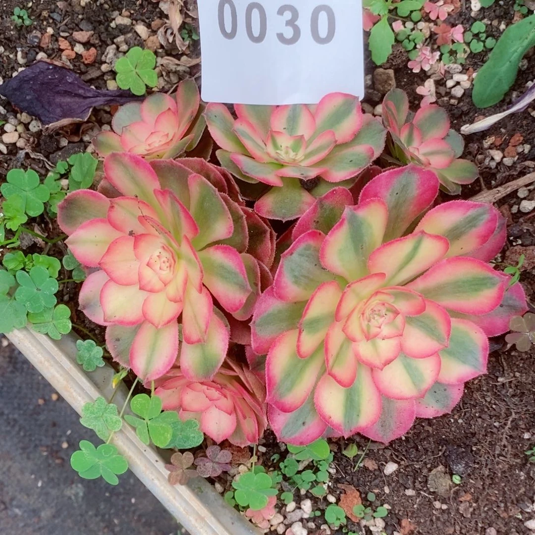 荔枝丛林多肉发货