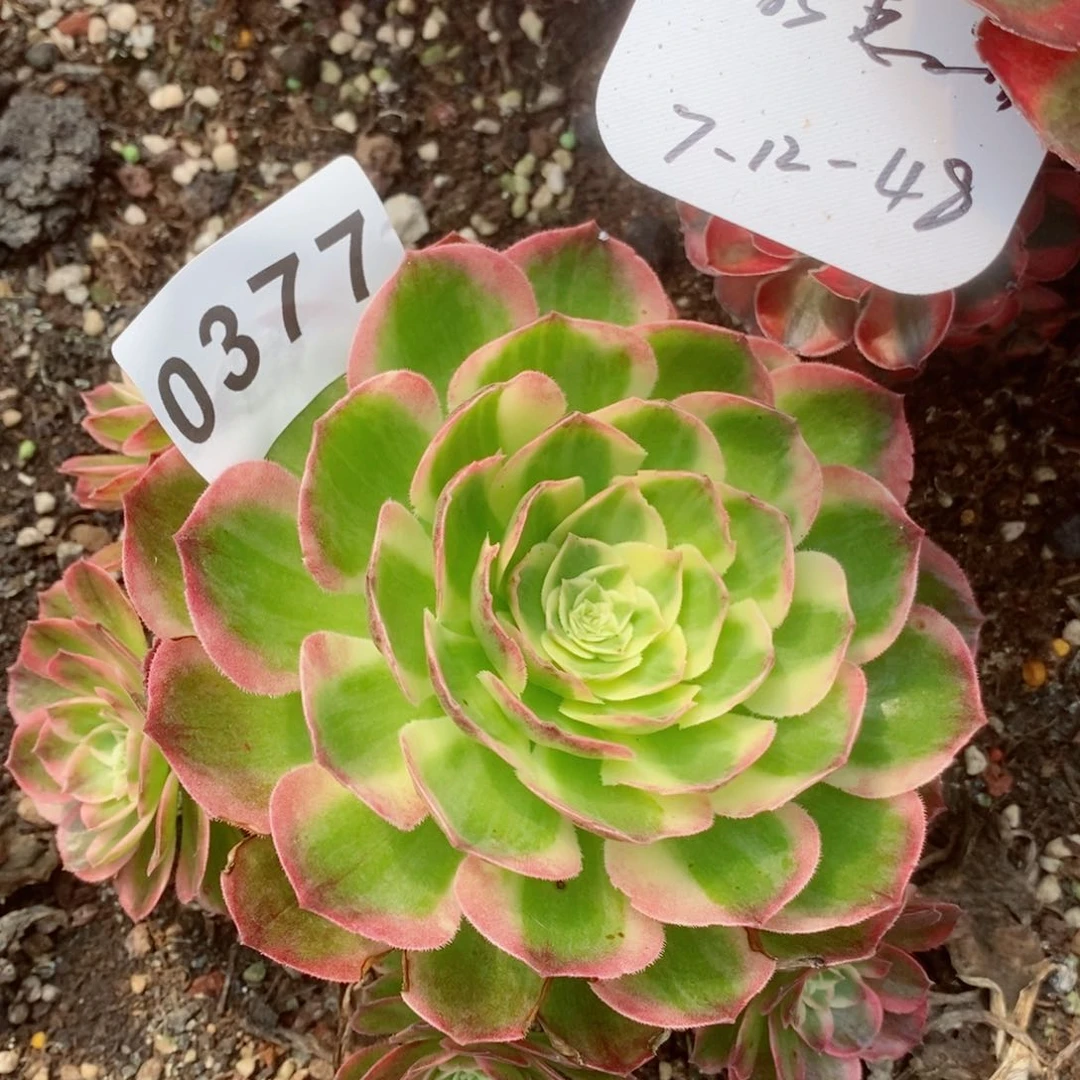 海王多肉发货发货