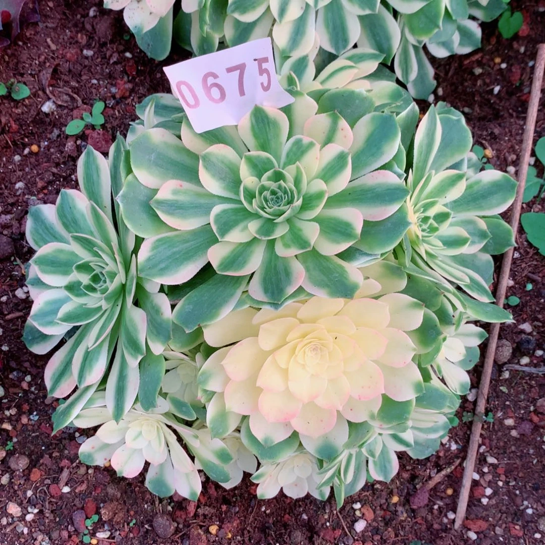 伊丽莎白多肉发货