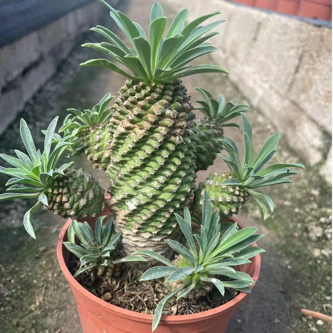 铁甲麒麟稀有多肉室内办公好养桌面绿植小菠萝耐热块根植物