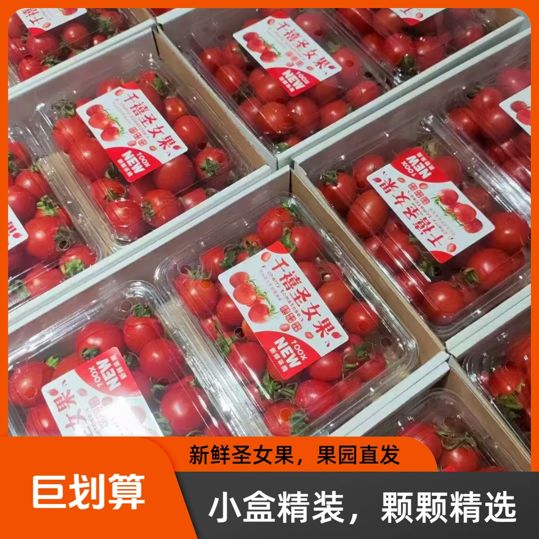 F广西百色圣女果净重4.5斤 水果新鲜生吃应季小番茄自然熟酸甜