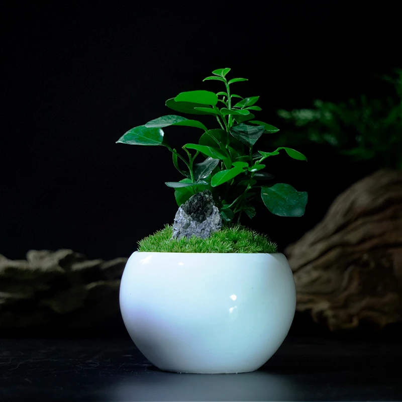 【九里香】懒人绿植盆栽精致盆景 创意微景观 苔藓桌面景观家居绿植