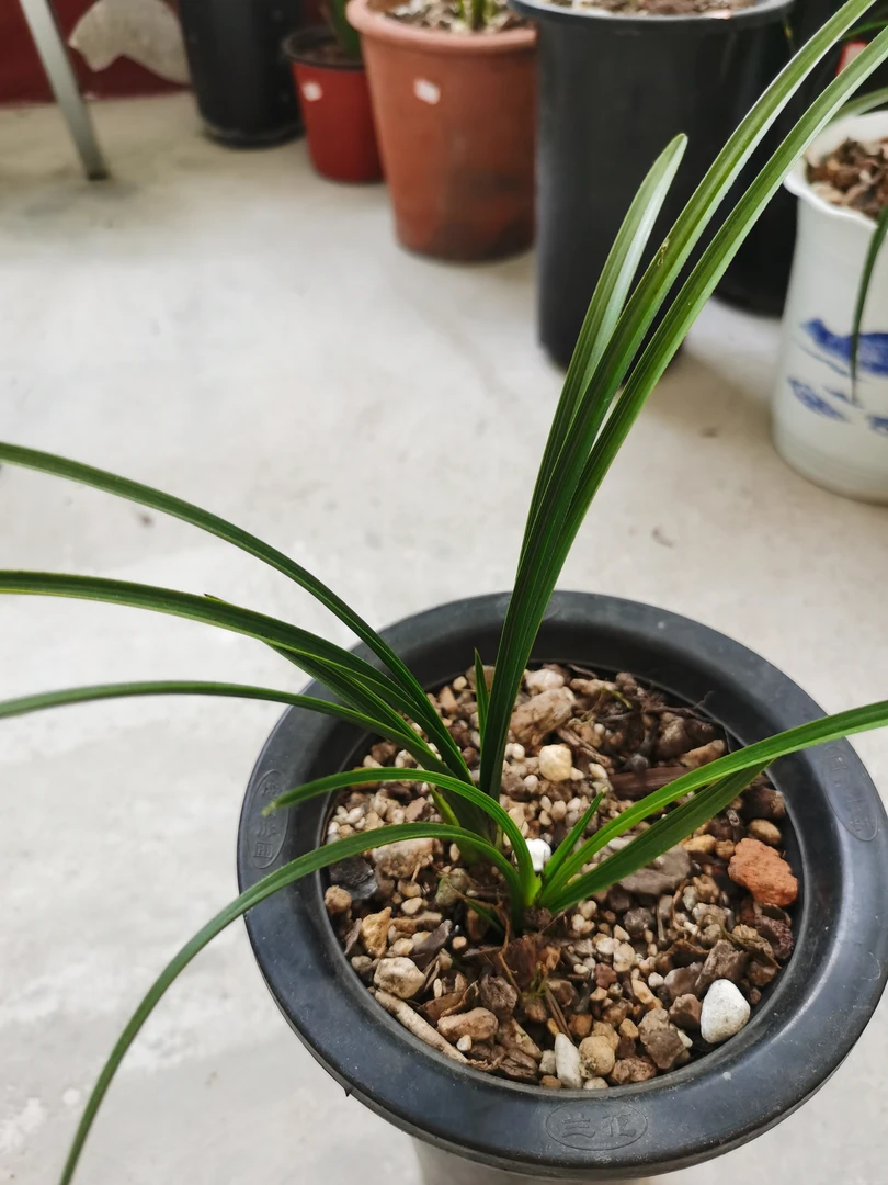 兰花盆景一物一拍 备注号码牌