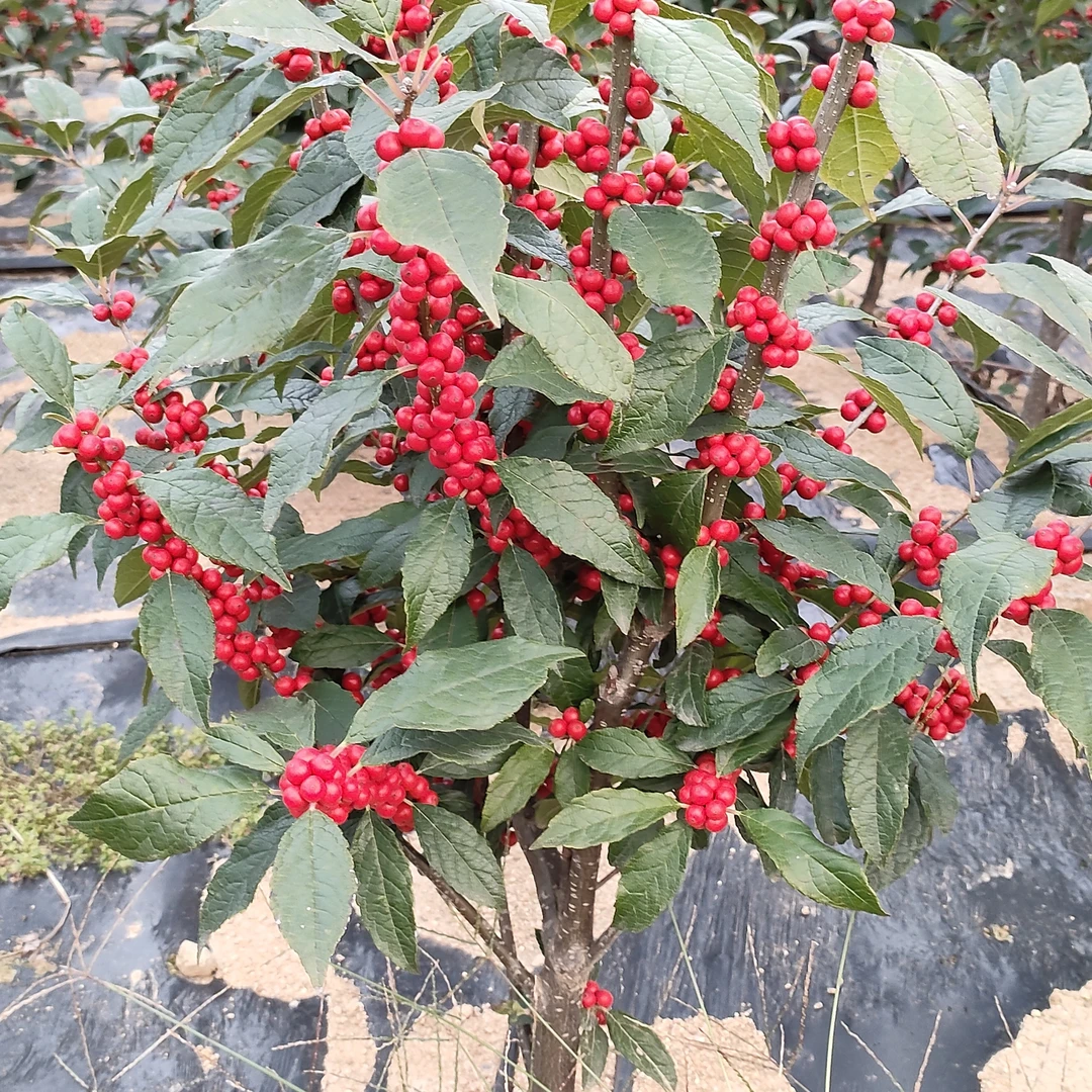 （直播间一物一拍）进口北美冬青基地直发果色国旗红耐寒盆栽