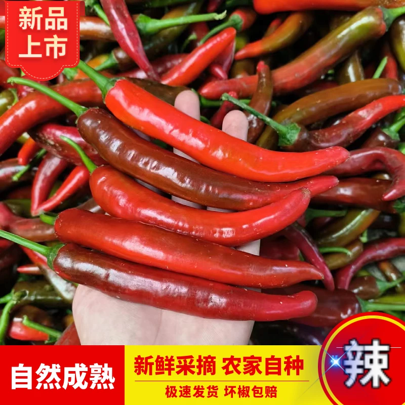 江西本地红辣椒新鲜采摘薄皮辣椒香辣入泡椒剁椒农家自种土红辣椒